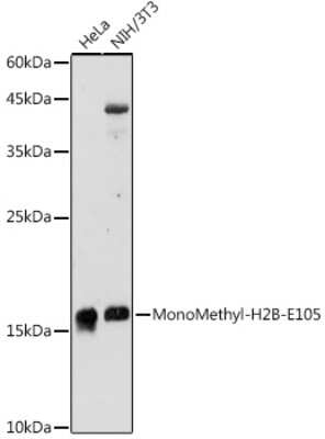 Western Blot: Histone H2B type 1B [Monomethyl Glu105] AntibodyAzide and BSA Free [NBP3-15983]